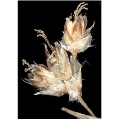 Luzula sylvatica (Huds.) Gaudin 