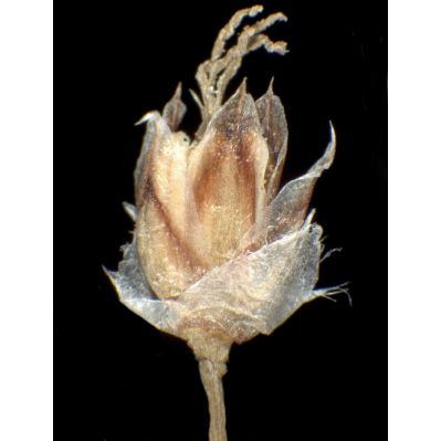 Luzula sylvatica (Huds.) Gaudin 