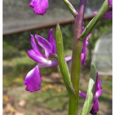 Orchis laxiflora Lam. 