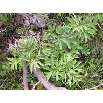 Paeonia officinalis subsp. banatica (Rochel) Soó 