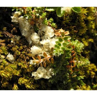 Paronychia kapela subsp. serpyllifolia (Chaix) Graebn. 