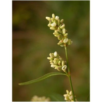 Persicaria lapathifolia (L.) Delarbre subsp. pallida (With.) Á. Love 