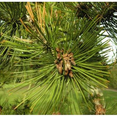 Pinus heldreichii H. Christ 