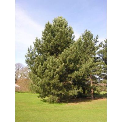 Pinus nigra subsp. laricio Maire 