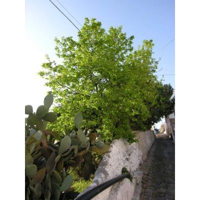 Quercus pubescens Willd. subsp. pubescens 