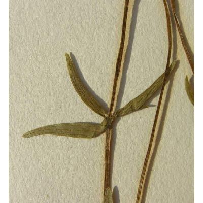 Ranunculus cassubicus L. 