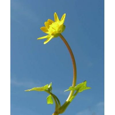 Ranunculus ficaria L. subsp. ficariiformis (F.W. Schultz) Rouy & Fouca 