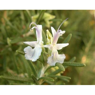 Salvia rosmarinus Schleid. 