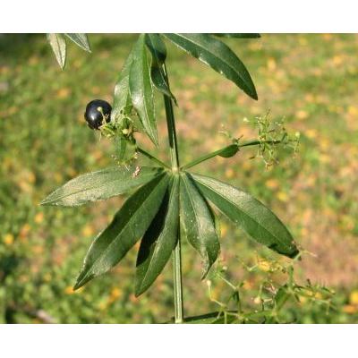 Rubia peregrina subsp. longifolia (Poir.) O. Bolòs 