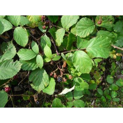 Rubus bifrons Tratt. 