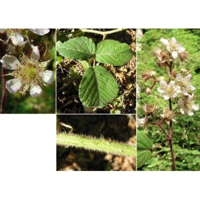 Rubus hirtus aggr. 