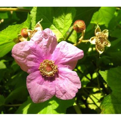 Rubus odoratus L. 