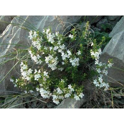 Satureja montana subsp. variegata (Host) P. W. Ball 