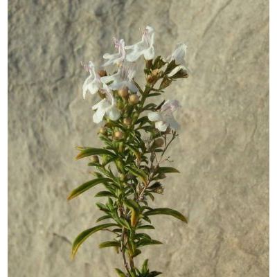 Satureja montana subsp. variegata (Host) P. W. Ball 