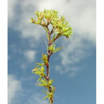 Scleranthus uncinatus Schur 