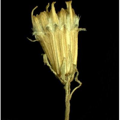Senecio nemorensis subsp. glabratus (Herborg) Oberpr. 