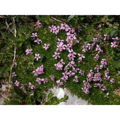 Silene acaulis (L.) Jacq. subsp. acaulis 