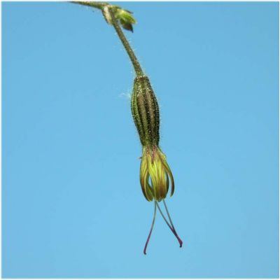 Silene nutans subsp. insubrica (Gaudin) Soldano 