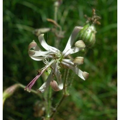 Silene nutans L. subsp. nutans 