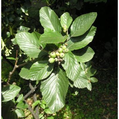 Sorbus intermedia (Ehrh.) Pers. 