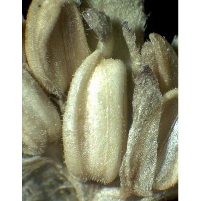 Valerianella locusta (L.) Laterr. forma carinata 