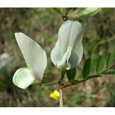 Vicia grandiflora Scop. 