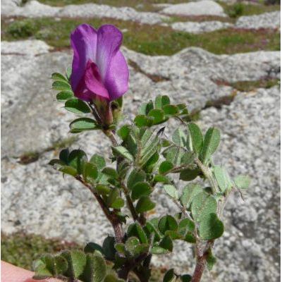 Vicia sativa subsp. nigra (L.) Ehrh. 