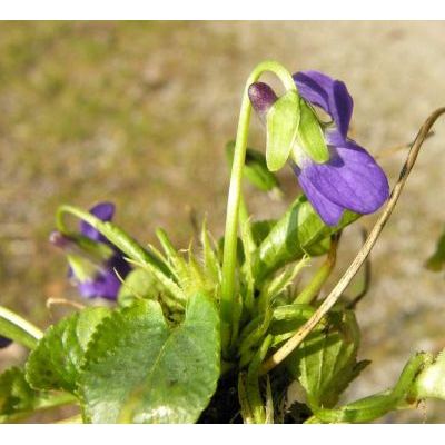 Viola suavis M.Bieb. subsp. adriatica (Freyn) Hasler 
