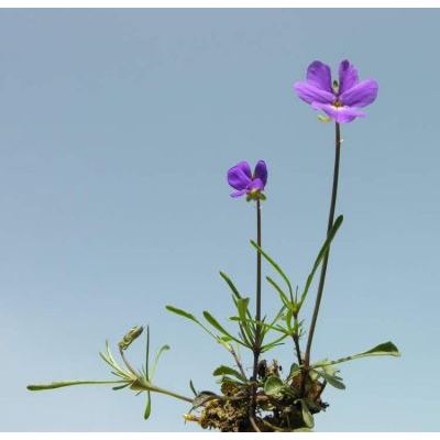 Viola corsica Nyman subsp. ilvensis (W. Becker) Merxm. 