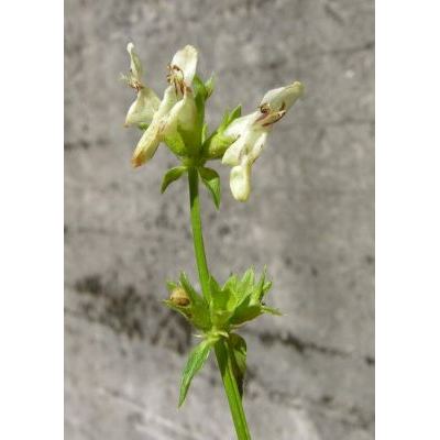 Stachys recta subsp. labiosa (Bertol.) Briq. 