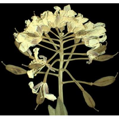 Thlaspi rotundifolium (L.) Gaudin subsp. cepaefolium (Wulfen) Rouy & Fouc. 