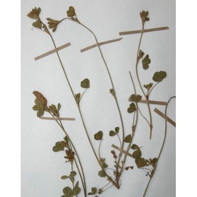 Trifolium striatum L. subsp. striatum 