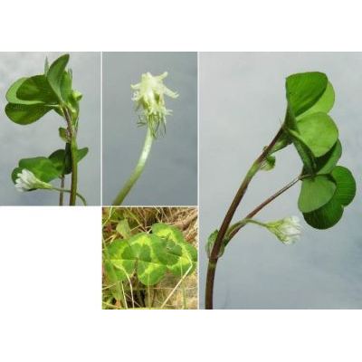 Trifolium subterraneum L. subsp. subterraneum 