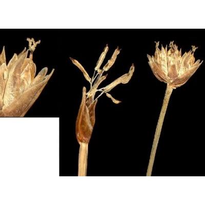 Trichophorum cespitosum (L.) Hartm. 