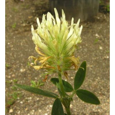 Trifolium pannonicum Jacq. subsp. pannonicum 