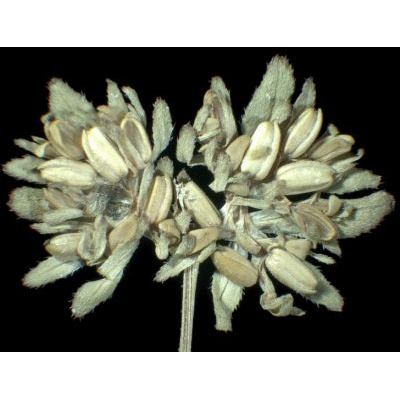 Valerianella locusta (L.) Laterr. forma carinata 
