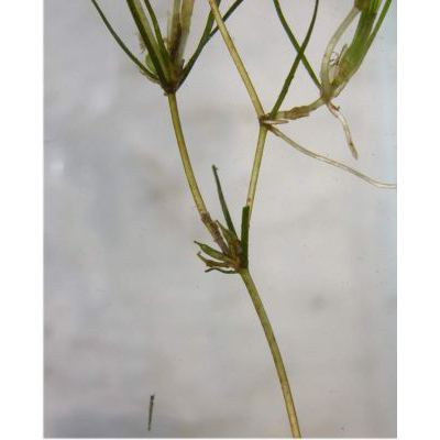 Zannichellia palustris L. subsp. palustris 