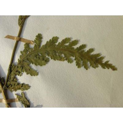 Achillea distans Willd. subsp. distans 
