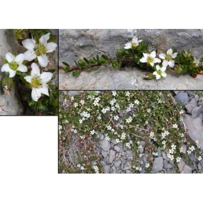 Arenaria biflora L. 