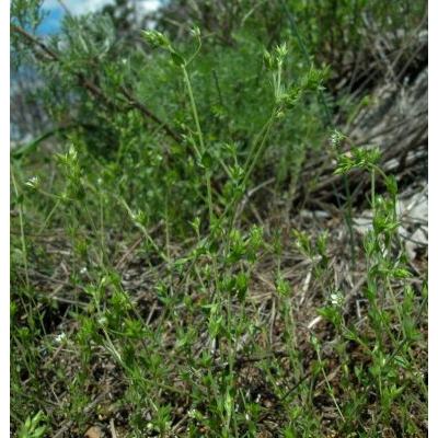 Arenaria serpyllifolia L. subsp. serpyllifolia 