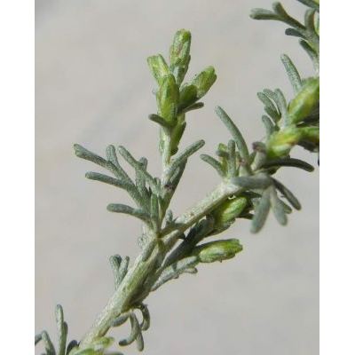 Artemisia caerulescens L. subsp. caerulescens 