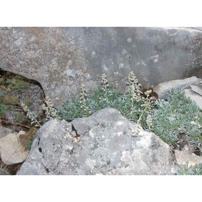 Artemisia petrosa (Baumg.) Jan subsp. petrosa 