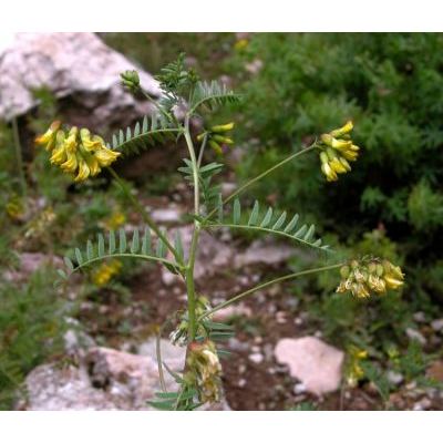 Astragalus penduliflorus Lam. 