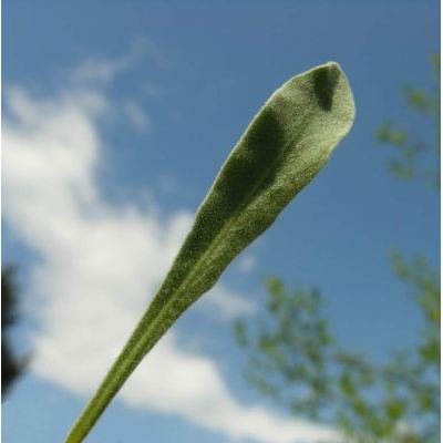 Aurinia saxatilis (L.) Desv. 