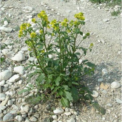 Barbarea vulgaris R. Br. subsp. vulgaris 