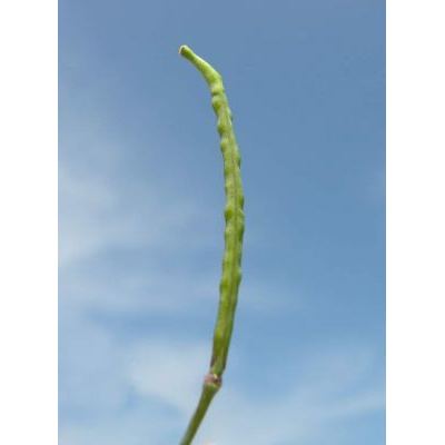 Brassica fruticulosa Cirillo subsp. fruticulosa 