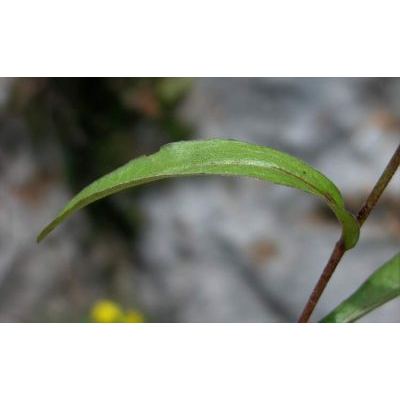 Buphthalmum salicifolium L. subsp. salicifolium 