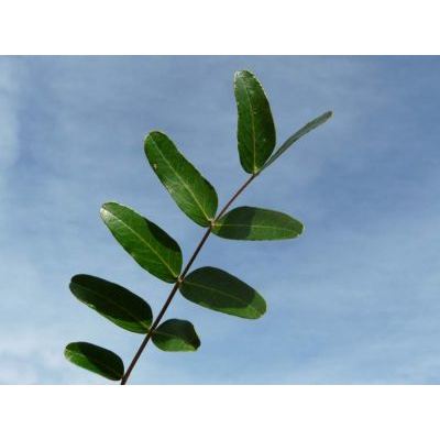 Caesalpinia spinosa (Molina) Kuntze 