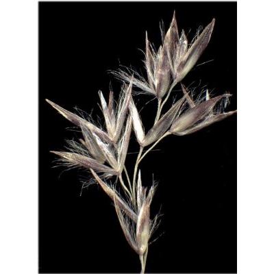 Calamagrostis villosa (Chaix) J. F. Gmel. 