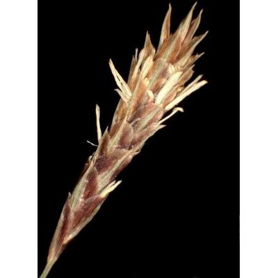Carex brachystachys Schrank 
